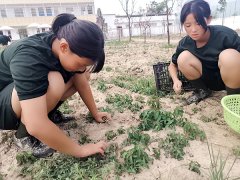 学生在特训学校劳动基地采摘野菜